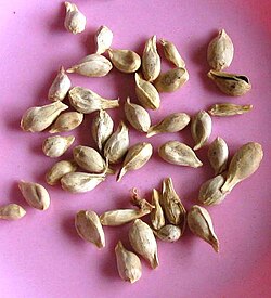 мандариновые косточки